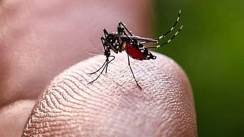 dengue prevention