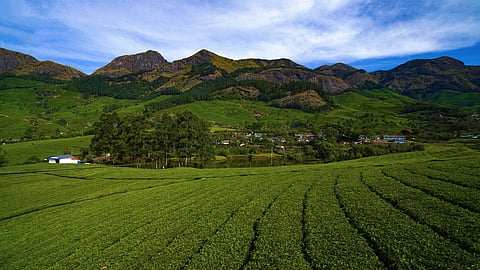 Sooryanelli, Munnar