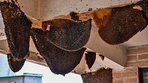 honey bees 