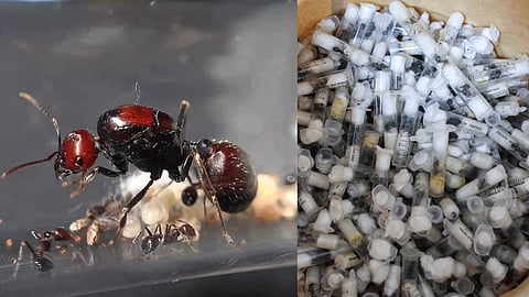 Ant smuggling