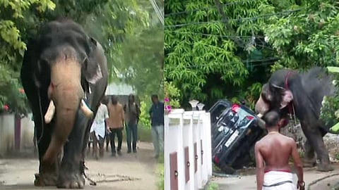 Elephant causes panic in residential area of ​​Thrissur city
