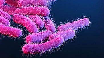 Shigella again in Kozhikode, two children under treatment at the medical college