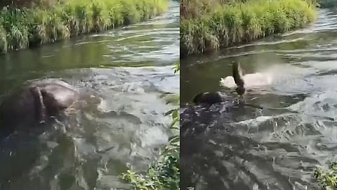 Did Chillikomban commit suicide? not trying to escape when caught in the water? Video