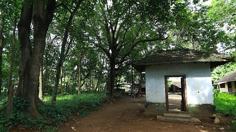 Venattumana