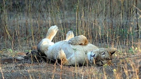 Asiatic Lion cub