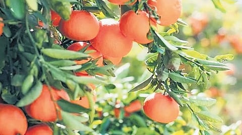 Nelliyampathy Orange