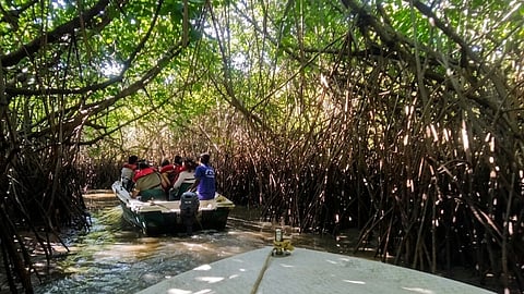 Pichavaram