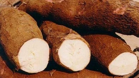 tapioca