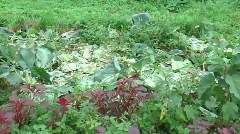Vegetable farming