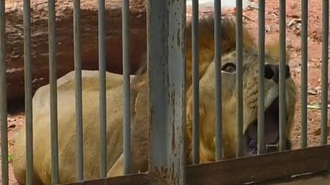 The last lion Thrissur Zoo