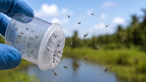 'Google to fight mosquitoes with mosquitoes'; 32 crore bacteria-infected mosquitoes will be released; Aim to prevent the spread of disease