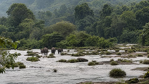 Athirappilly forest elephant drive