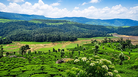 Encroachment_chinnakkanal