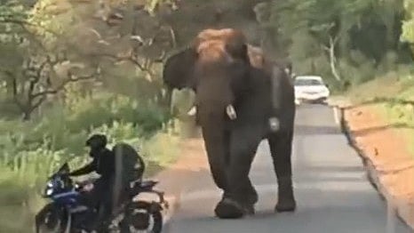 Elephant Attack