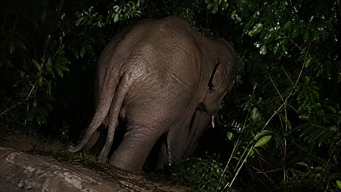 Elephant Attack