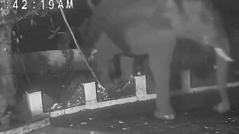 Elephant attack at home