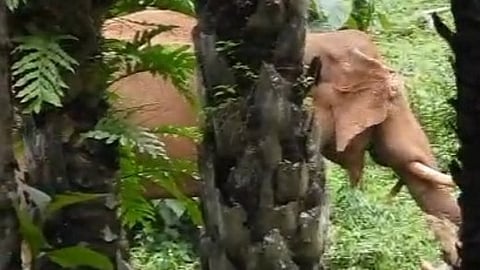 Elephant