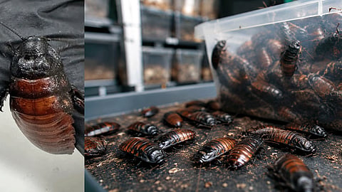 Illegal cockroaches worth Rs 1.35 crore seized in Australia; 'Cockroach Kingpin' arrested