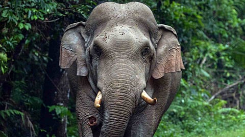 elephant