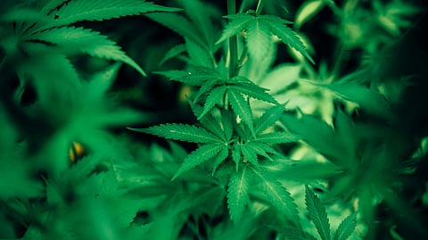 cannabis plants