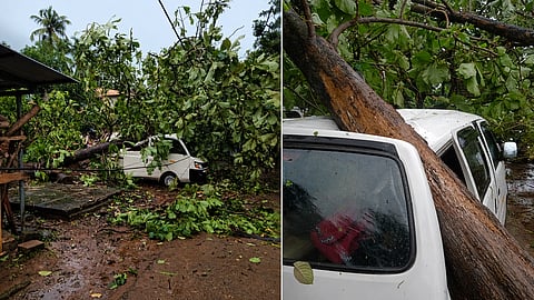 Tree falls on car