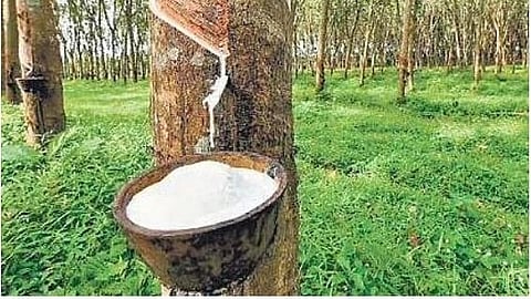 Rubber price hits record