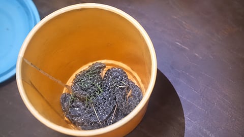 Snakes found