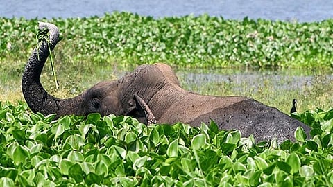 elephant attack