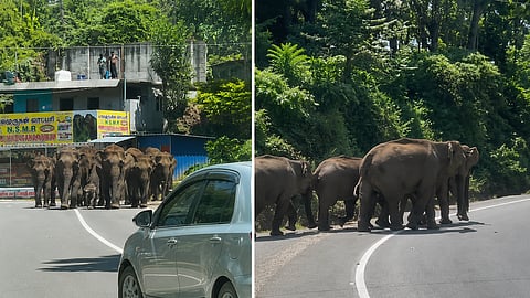 Elephants Idukki