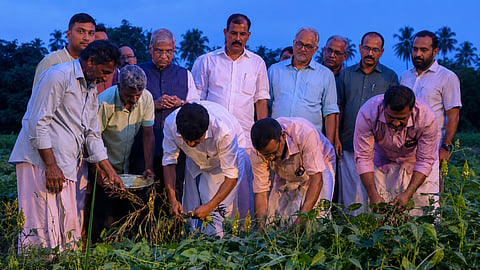 Black gram cultivation tsr