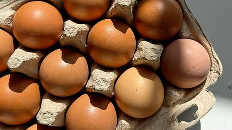 Hen Egg vs Duck Egg