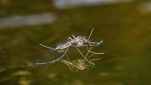 Malaria fever, symptoms and reason