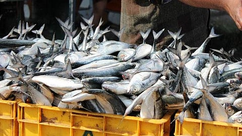 Trawling ban: Fish prices double