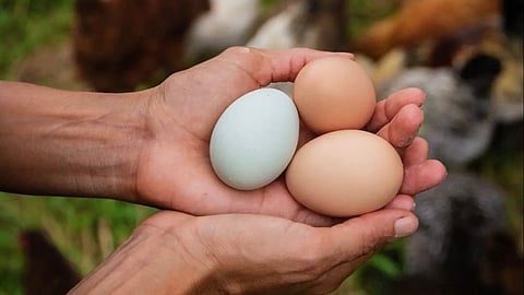 egg