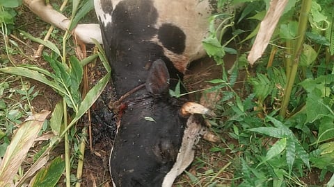 Tiger attack cow