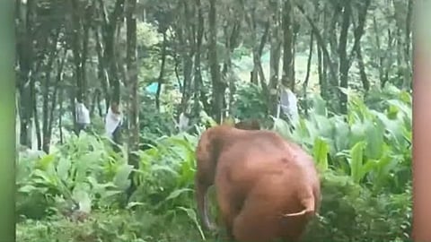 wild elephant