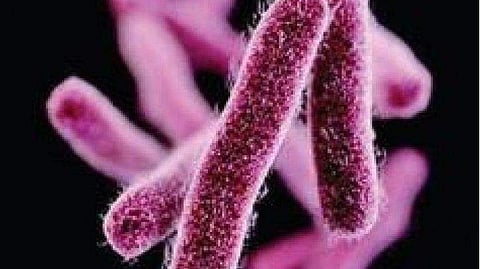 shigella