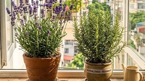 Lanvender indoor plant