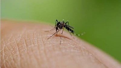 Dengue Fever prevention