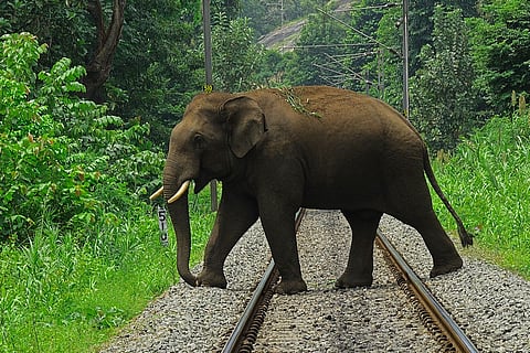 Image of Elephent
