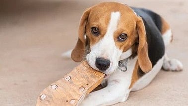 Foot wear dog