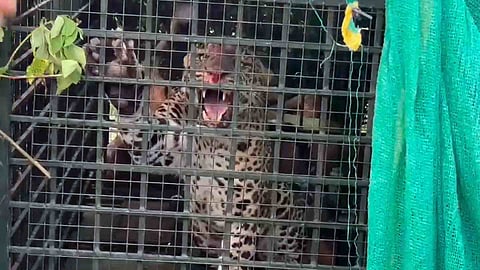leopard