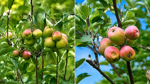 Kanthaloor Apple cultivation
