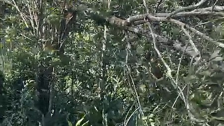 Tree fall idukki