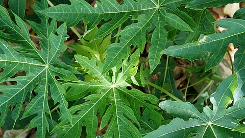 Papaya Leaf