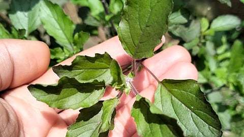 Tulsi Plant for avoid snakes