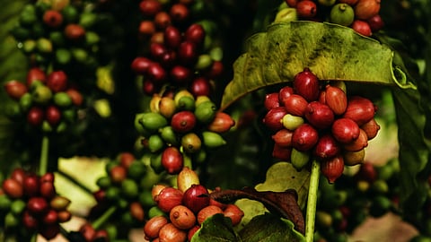  Diploma in Coffee Estate Management 2026