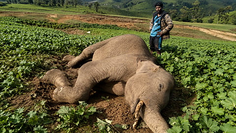 Wild Elephant Calf Dead