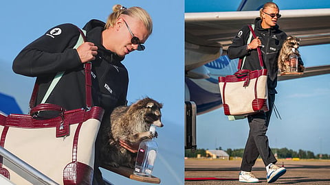 Erling Haaland Carrying whisky raccoon