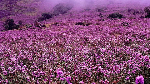 Neelakurinji 